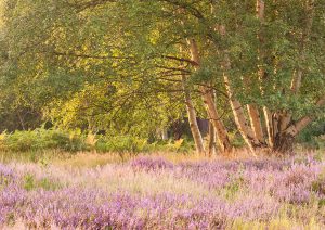 Suffolk Heaths Workshop