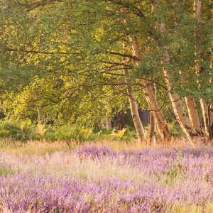 Suffolk Heaths Workshop