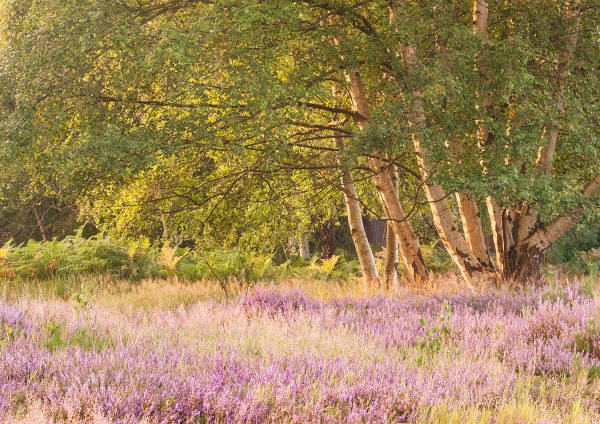 Suffolk Heaths Workshop