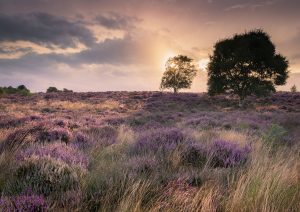 Suffolk Heaths Workshop